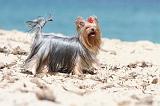 YORKSHIRE TERRIER 143